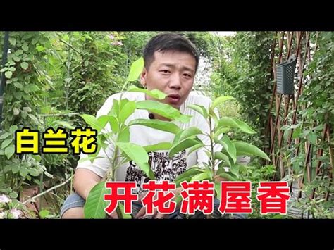 白玉蘭花種植禁忌|【白玉蘭花種植禁忌】禁忌大公開！小心！白玉蘭花種。